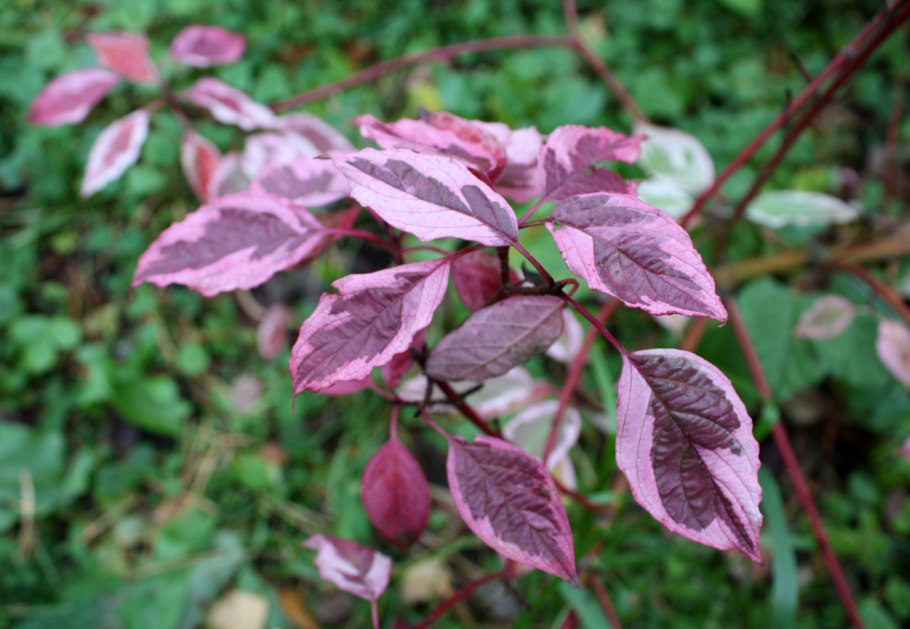 Дерен белый Сибирика