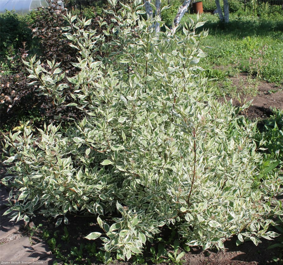 Дерен белый Cornus Alba Argenteomarginata