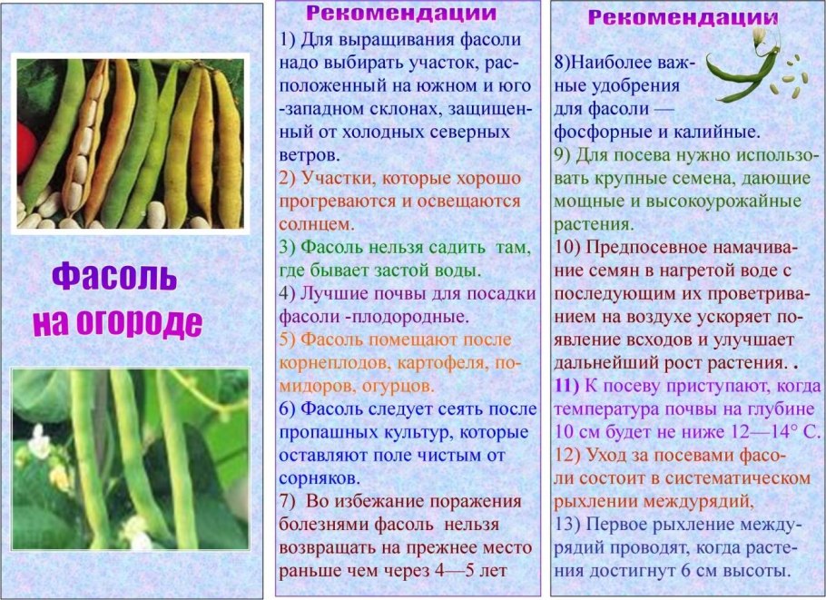 Фасоль вигна графиня