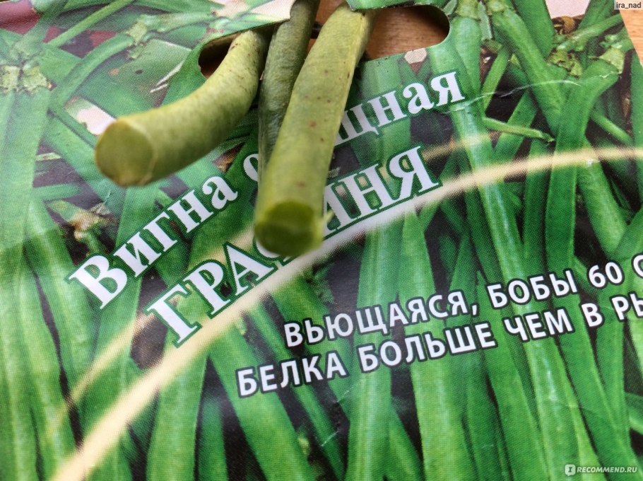 Фасоль вигна графиня
