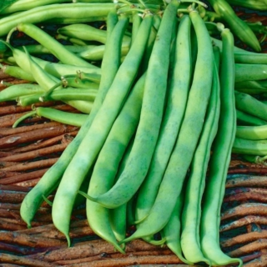 Фасоль обыкновенная (Phaseolus vulgaris