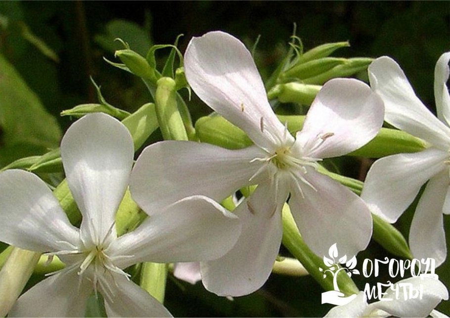 Сапонария мыльнянка