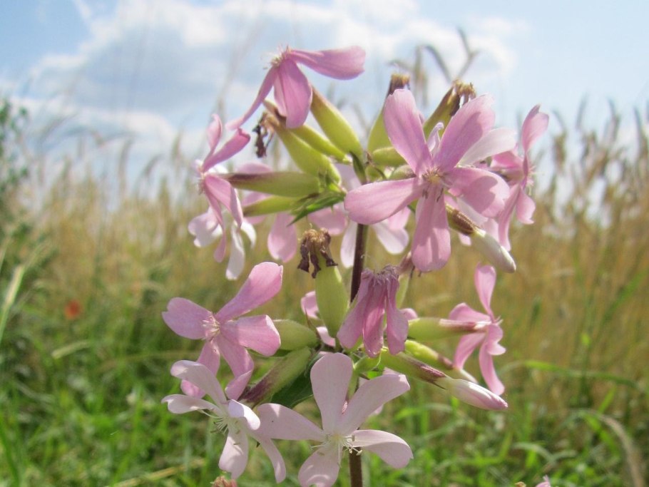 Мыльнянка лекарственная плоды