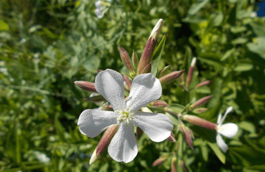 Мыльная трава мыльнянка