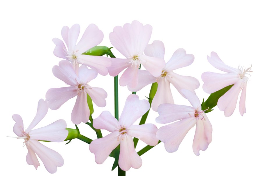 Soapwort medicinal