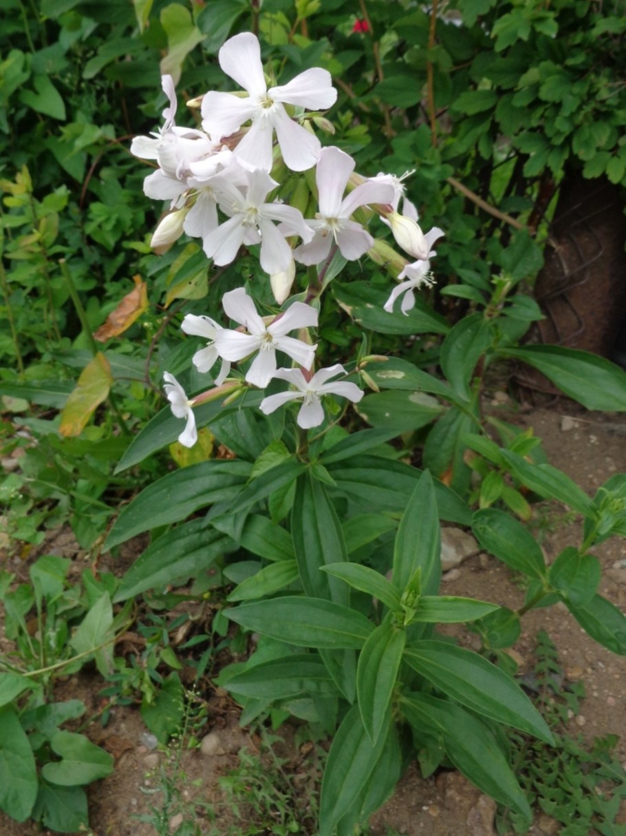 Корень мыльнянки