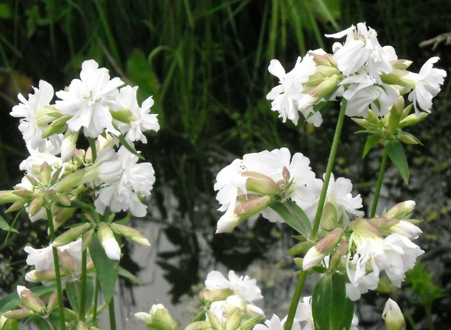 Мыльный корень в аптеке