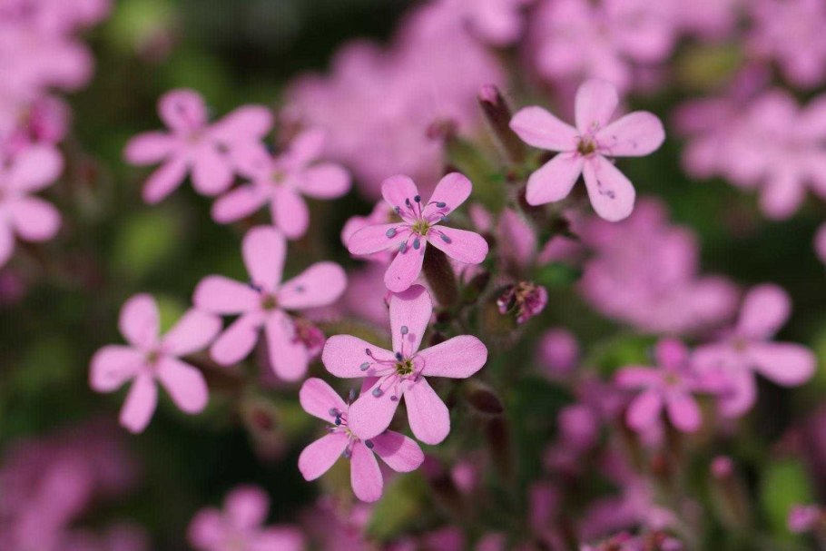 Мыльнянка лекарственная обыкновенная