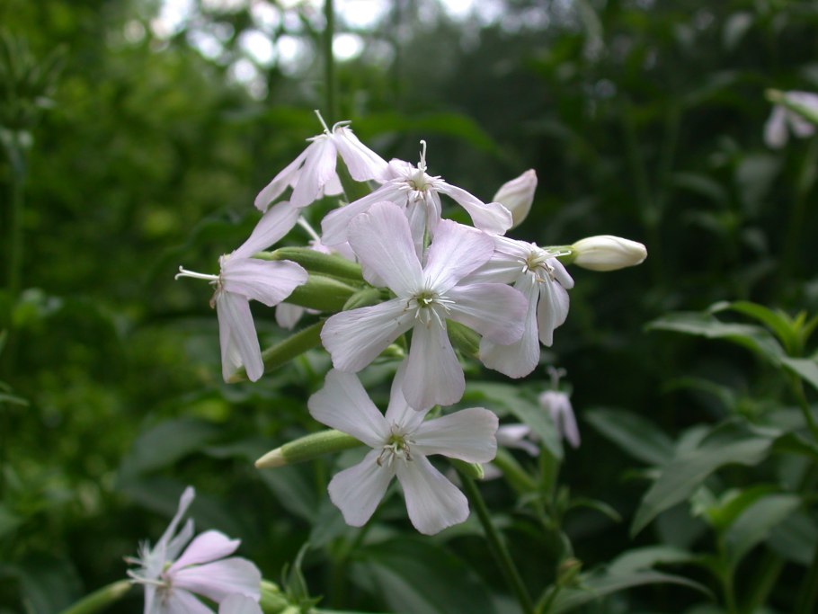 Мыльнянка Лесная