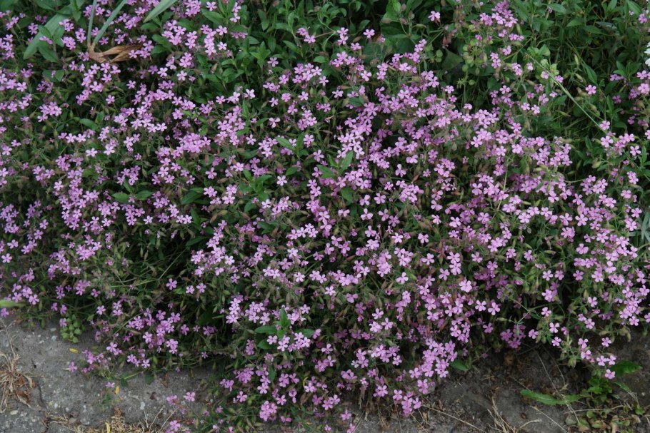 Цветы которые мылятся в огороде
