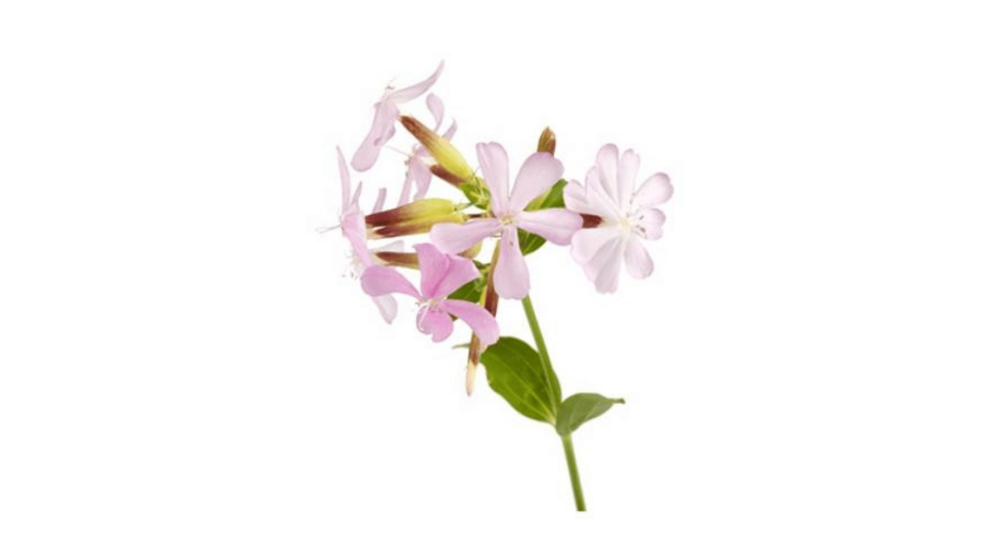 Солидастер (Saponaria officinalis rosea Plena) Окс i