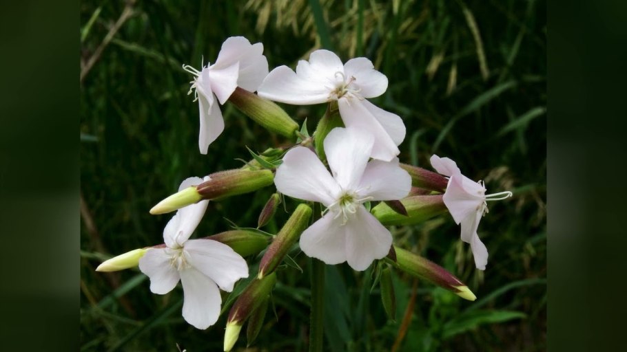 Растение мыльнянка