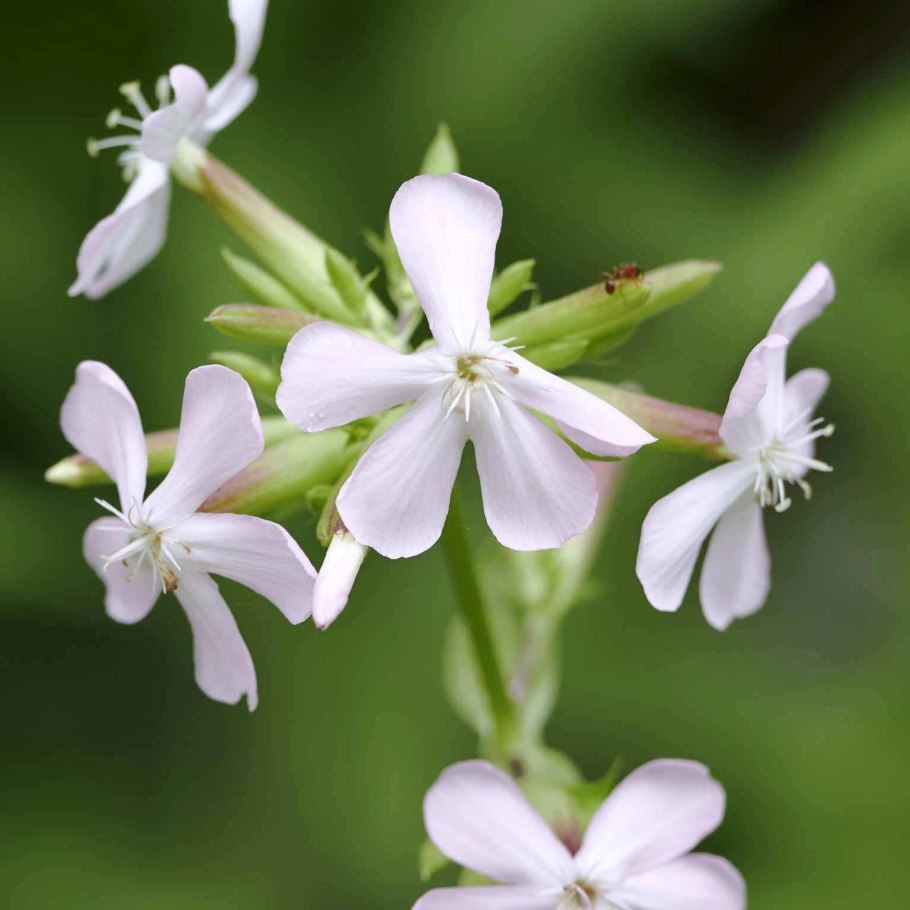 Сапонария мыльнянка