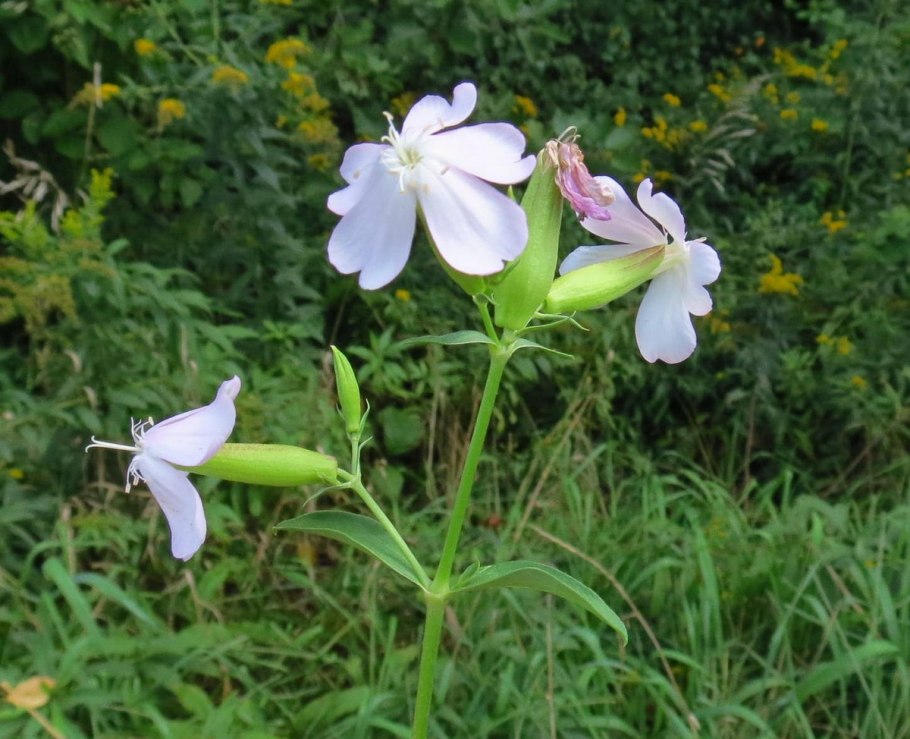 Мыльнянка лекарственная ботаника