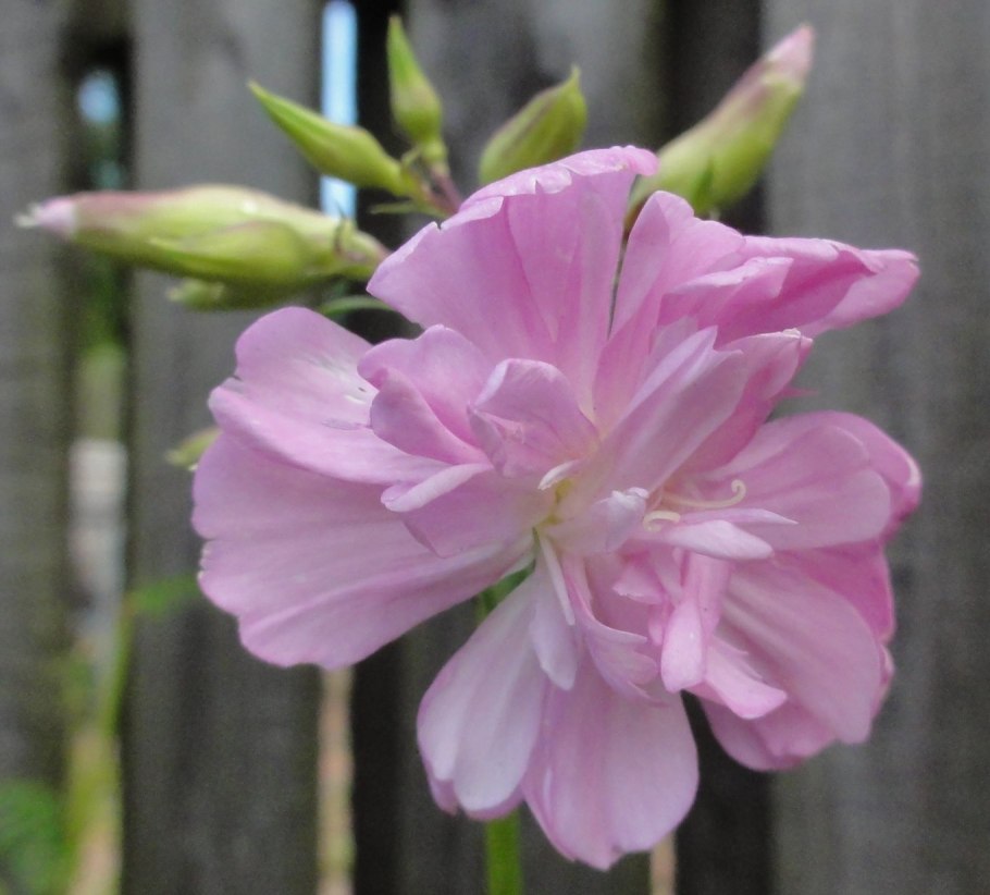 Мыльнянка соупворт