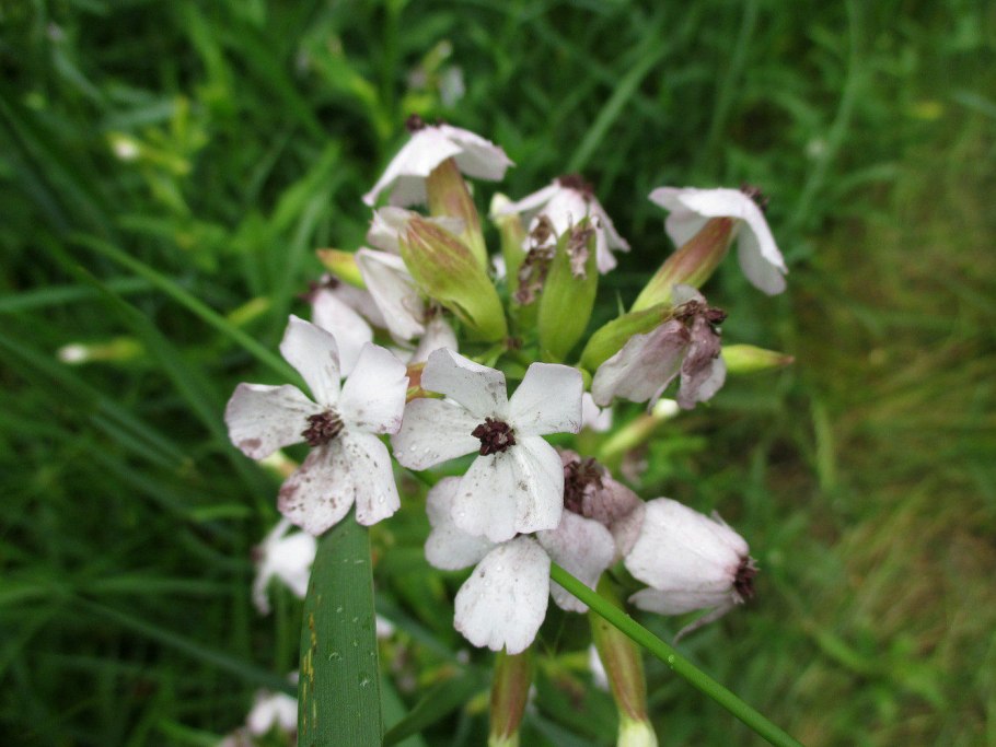 Мыльнянка лекарственная rosea Plena