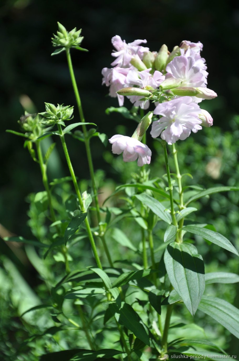 Жасмин мыльнянка