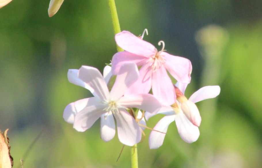 Сапонария мыльнянка