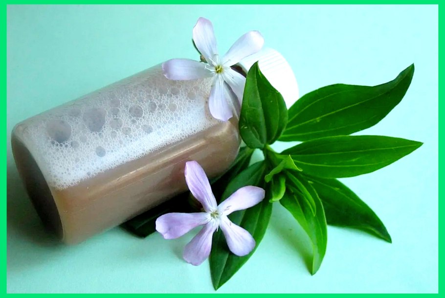 Мыльнянка лекарственная