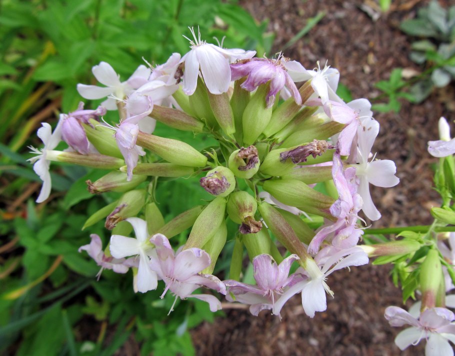 Сапонария мыльнянка