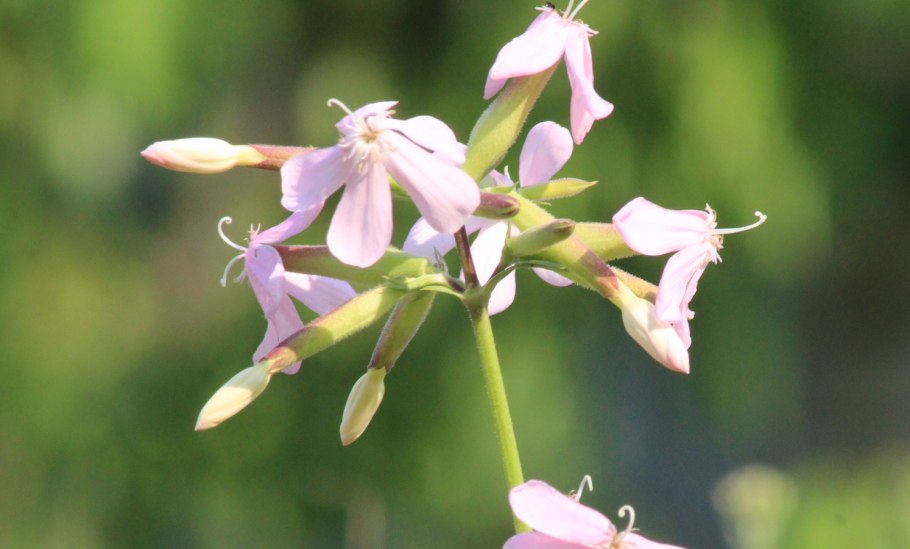 Порошок корня мыльнянки