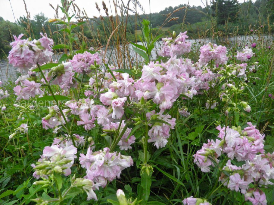 Мыльнянка обыкновенная