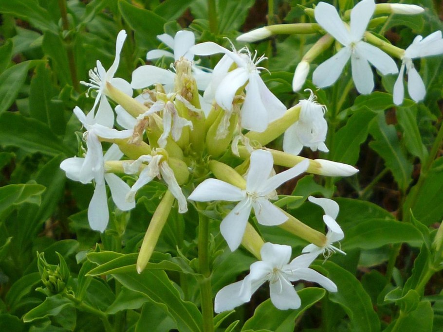 Мыльнянка лекарственная на белом фоне