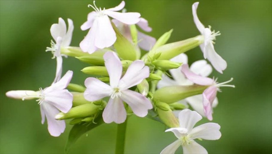 Сапонария мыльнянка