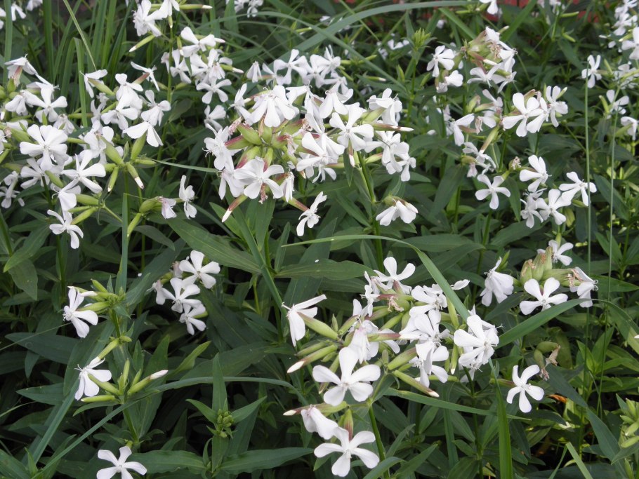 68. Мыльнянка (сапонария