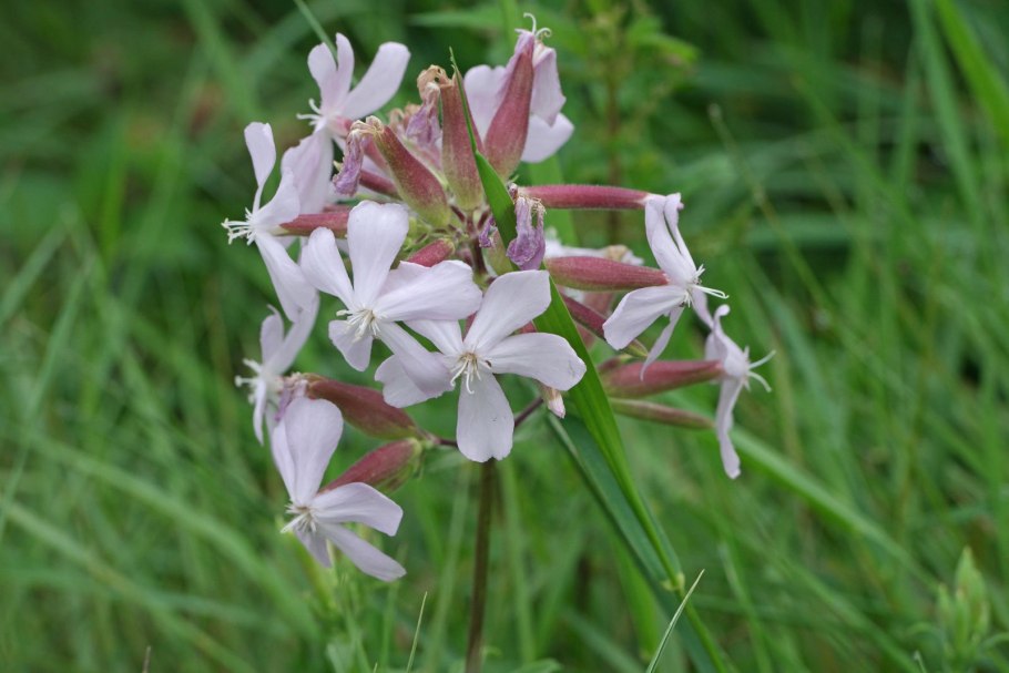 Мыльнянка обыкновенная