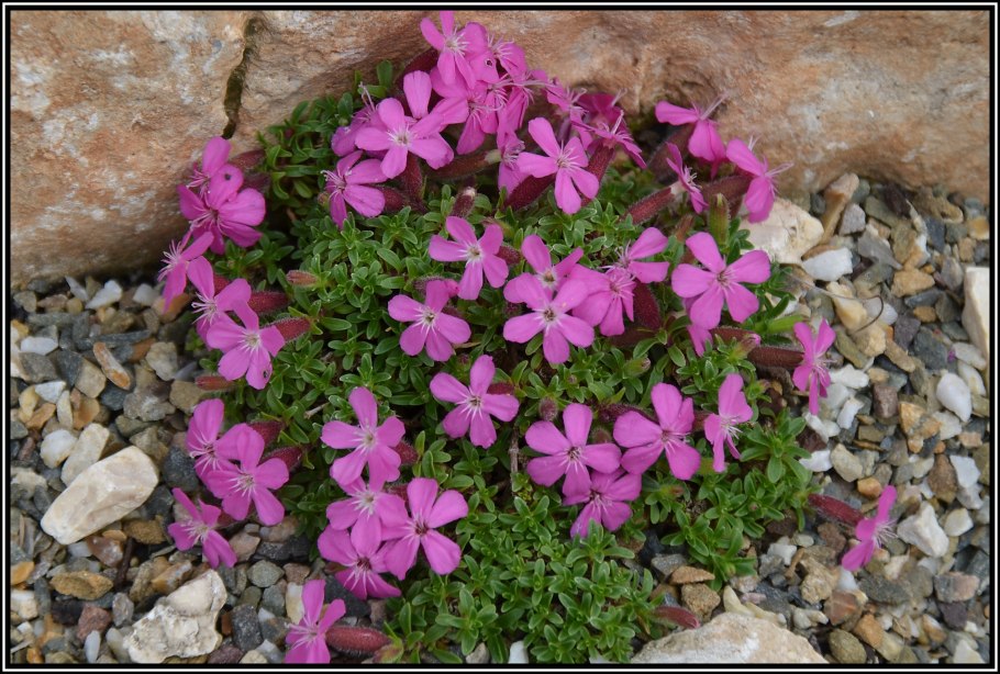 Мыльнянка белая