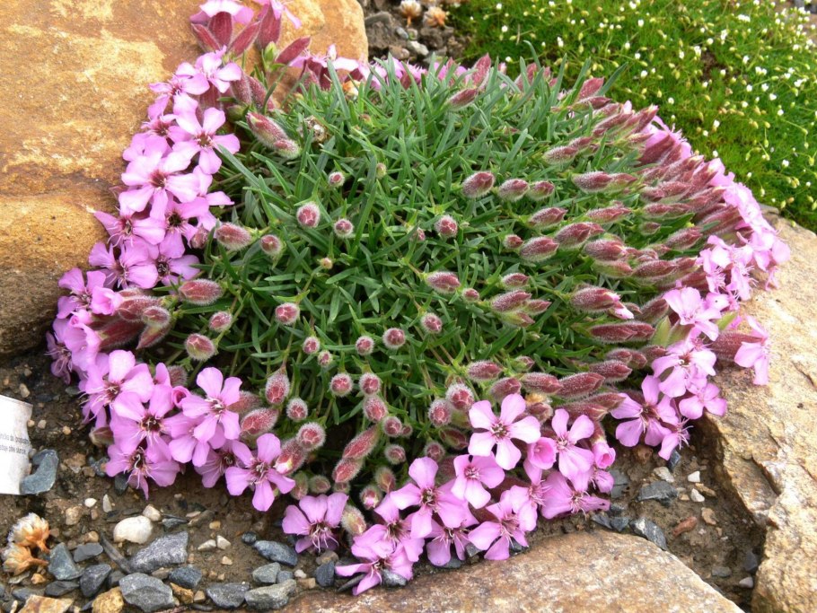 Мыльный корень