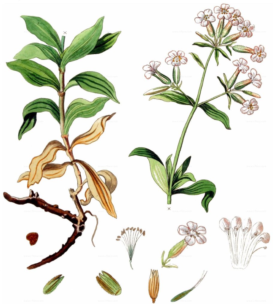 Мыльнянка Татарская