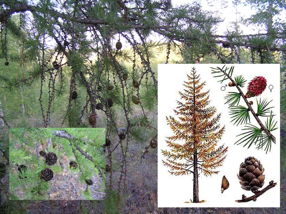 Лиственница Ольгинская Larix Olgensis