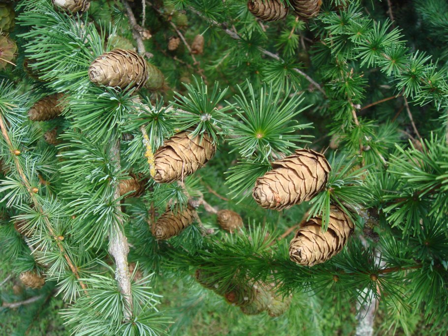 Лиственница Сибирская Larix sibirica