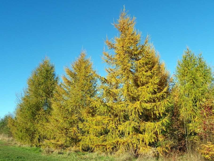Лиственница европейская Larix decidua