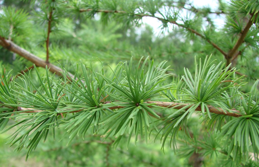 Лиственница Сибирская Larix sibirica