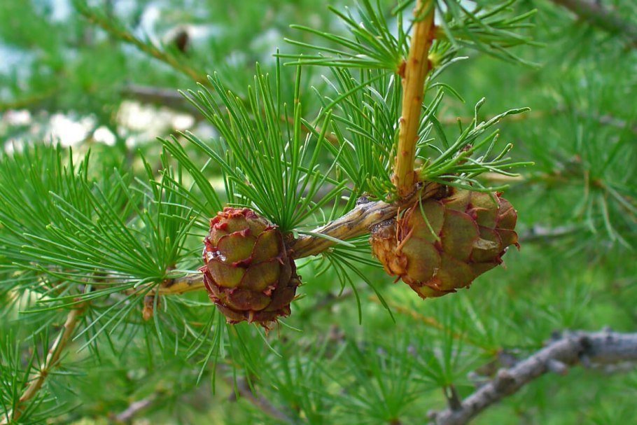 Лиственница Даурская Larix gmelinii