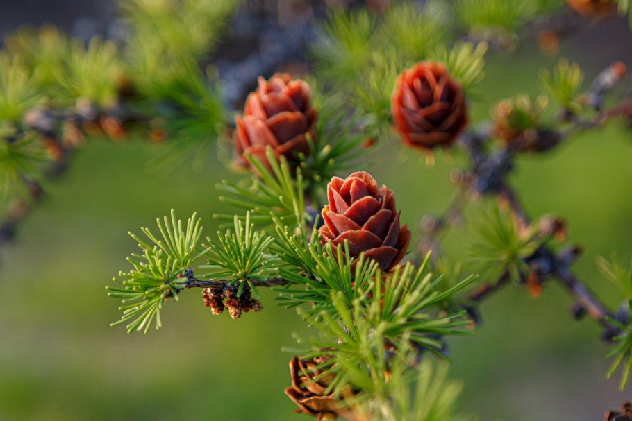 Лиственница Чекановского