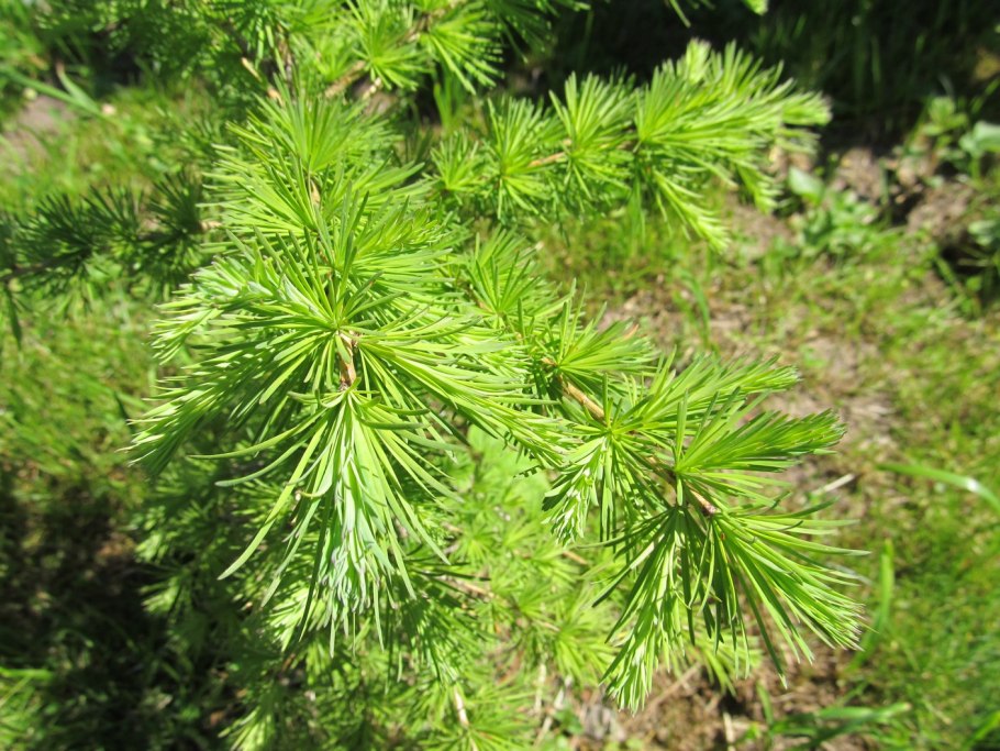 Лиственница Сибирская Larix sibirica