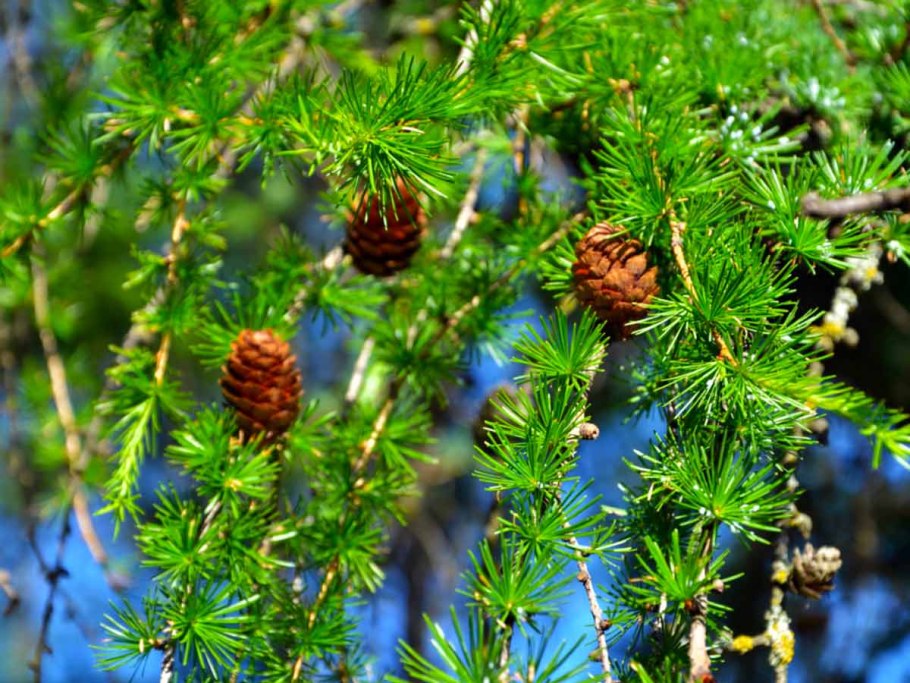 Лиственница Сибирская Larix sibirica