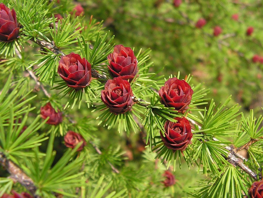Лиственница Сибирская Larix sibirica