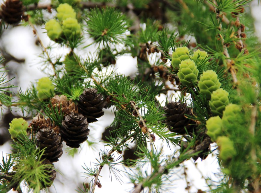 Лиственница Даурская