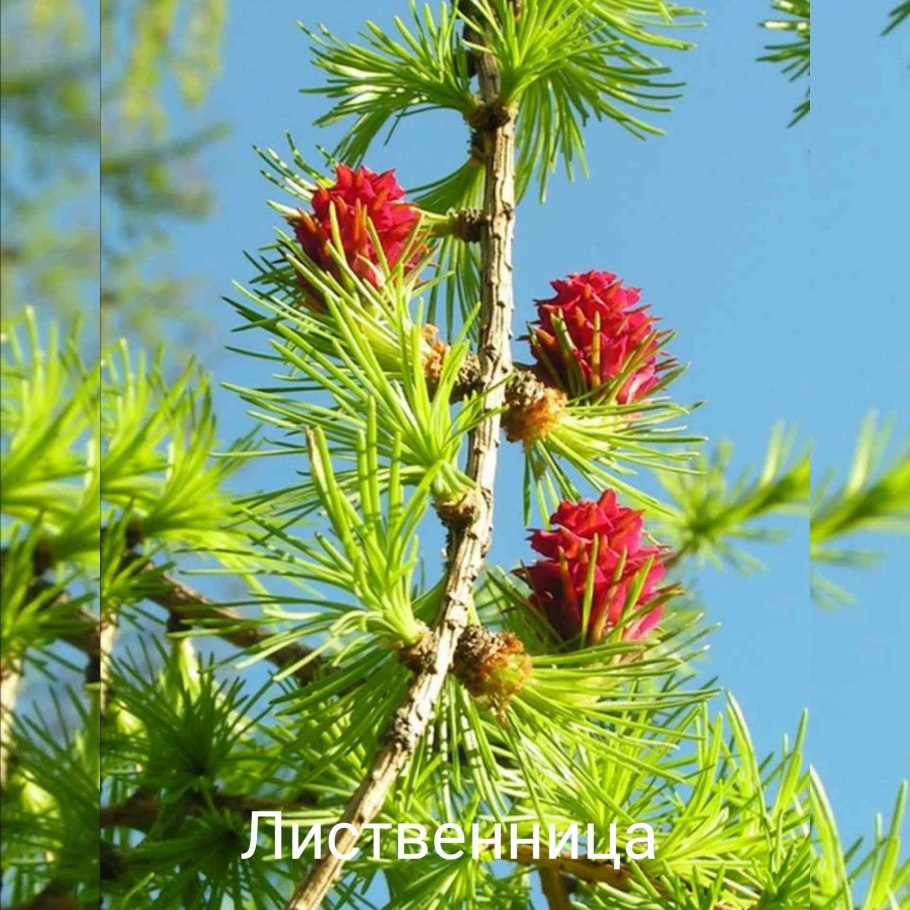 Лиственница европейская обыкновенная