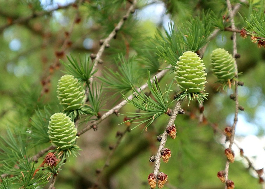 Лиственница Larix