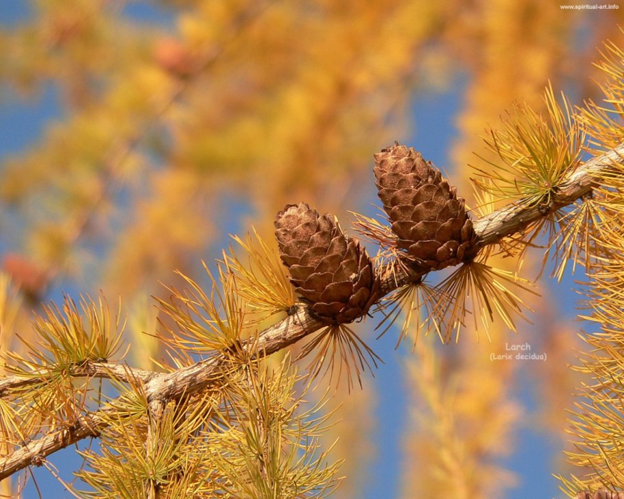 Шишки лиственницы