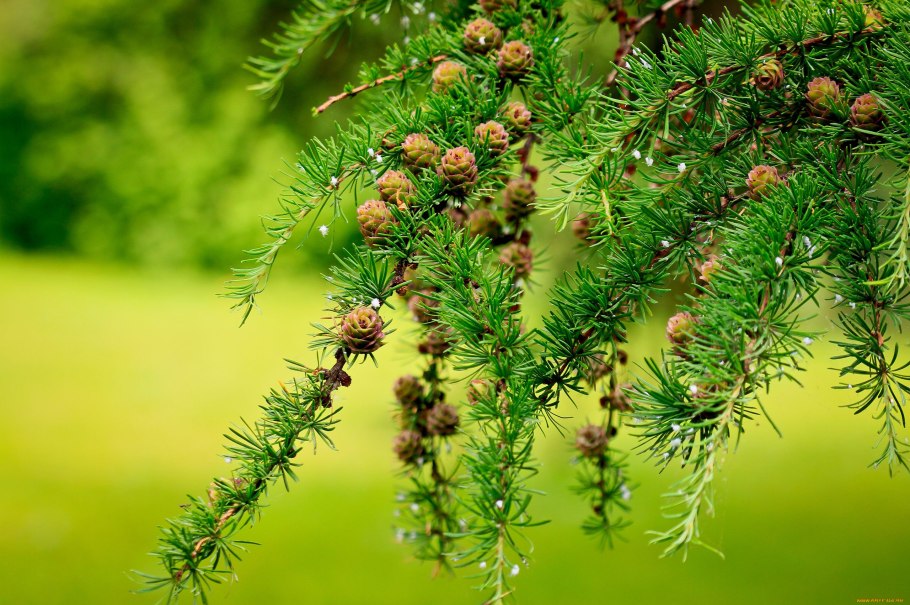 Хвойная веточка лиственница