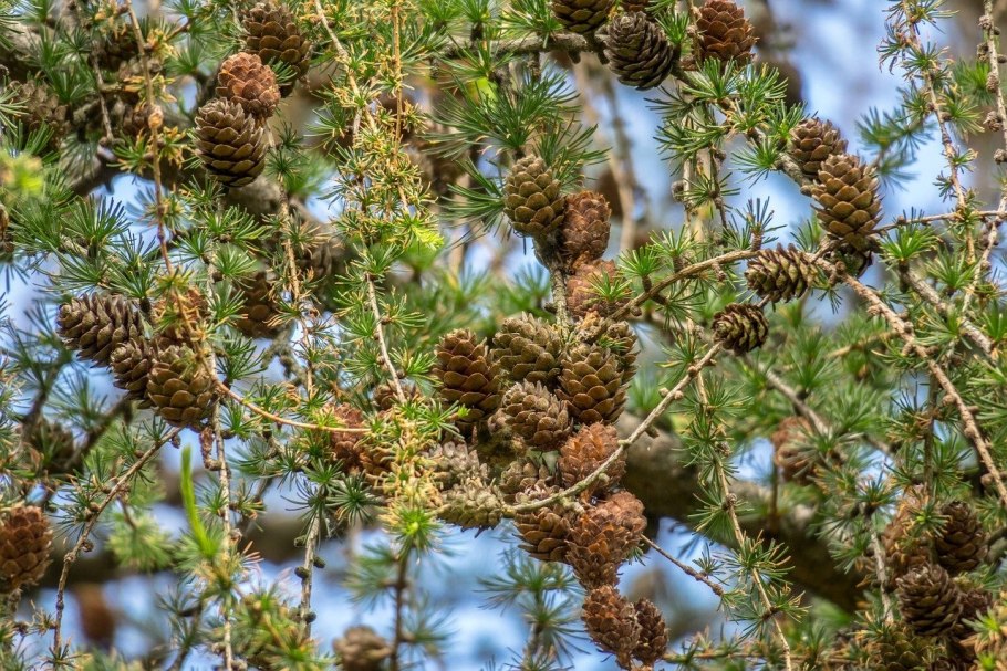 Лиственница Сибирская Larix sibirica