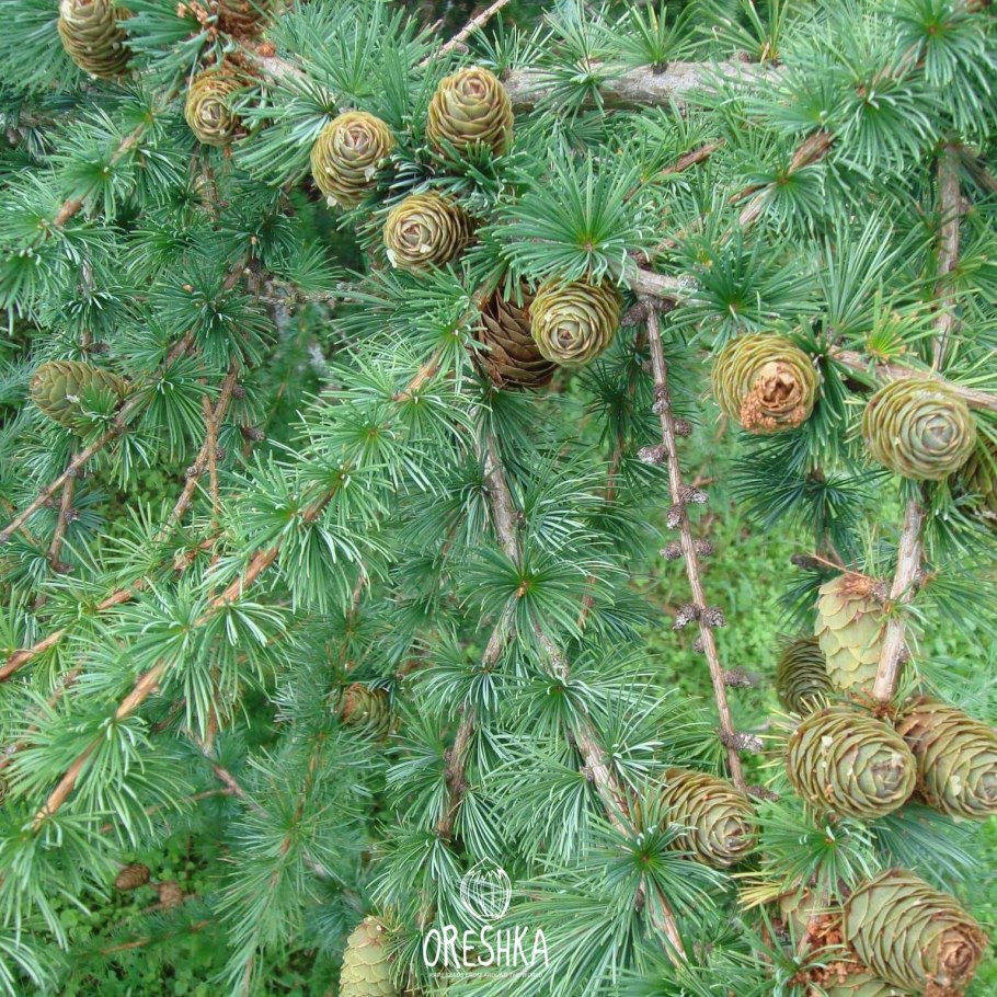 Пихта лиственница Сибирская