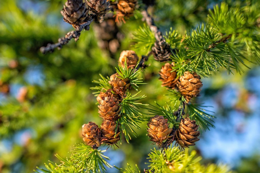 Лиственница Сибирская и Даурская